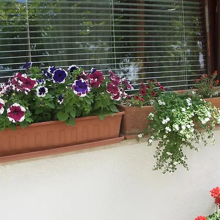 公寓 Vesna 扎达尔